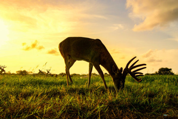 Deer at sunset photo