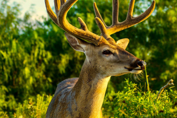 Nature Deer in Texas Photography