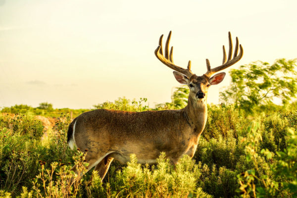 Deer Photographer