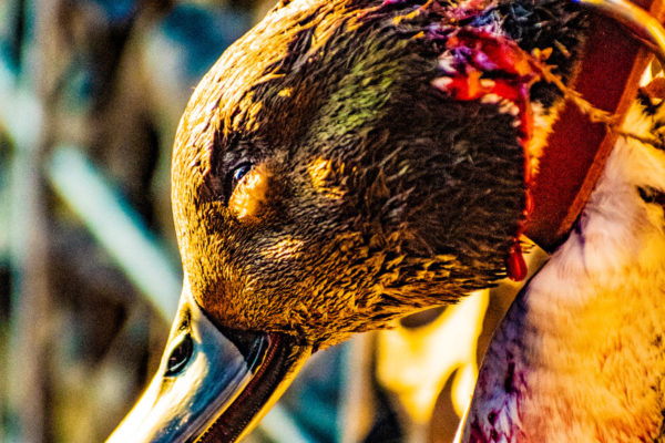 Adventure Duck Hunting Photographer
