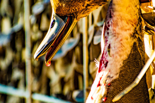 Adventure Duck Hunting Photographer