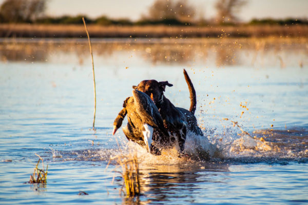 Adventure Duck Hunting Photographer