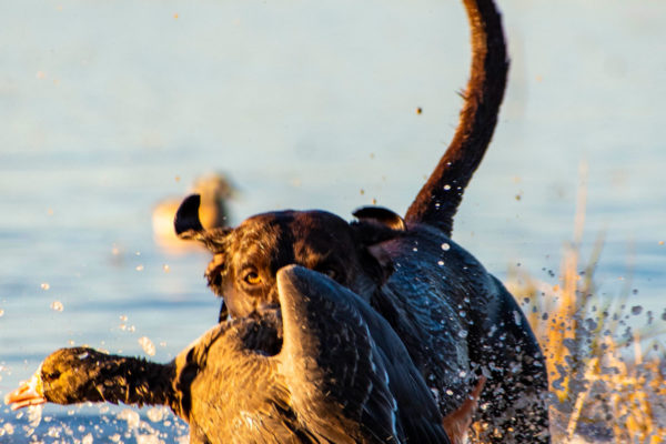 Adventure Duck Hunting Photographer