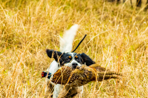 Bird Hunting Field Photographer