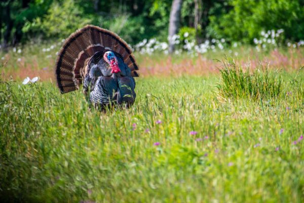 Turkey Nature Photographer