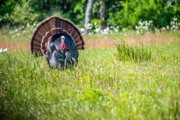 Turkey Nature Photography