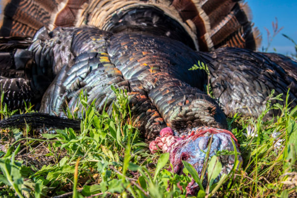 Turkey Hunting Field Photographer