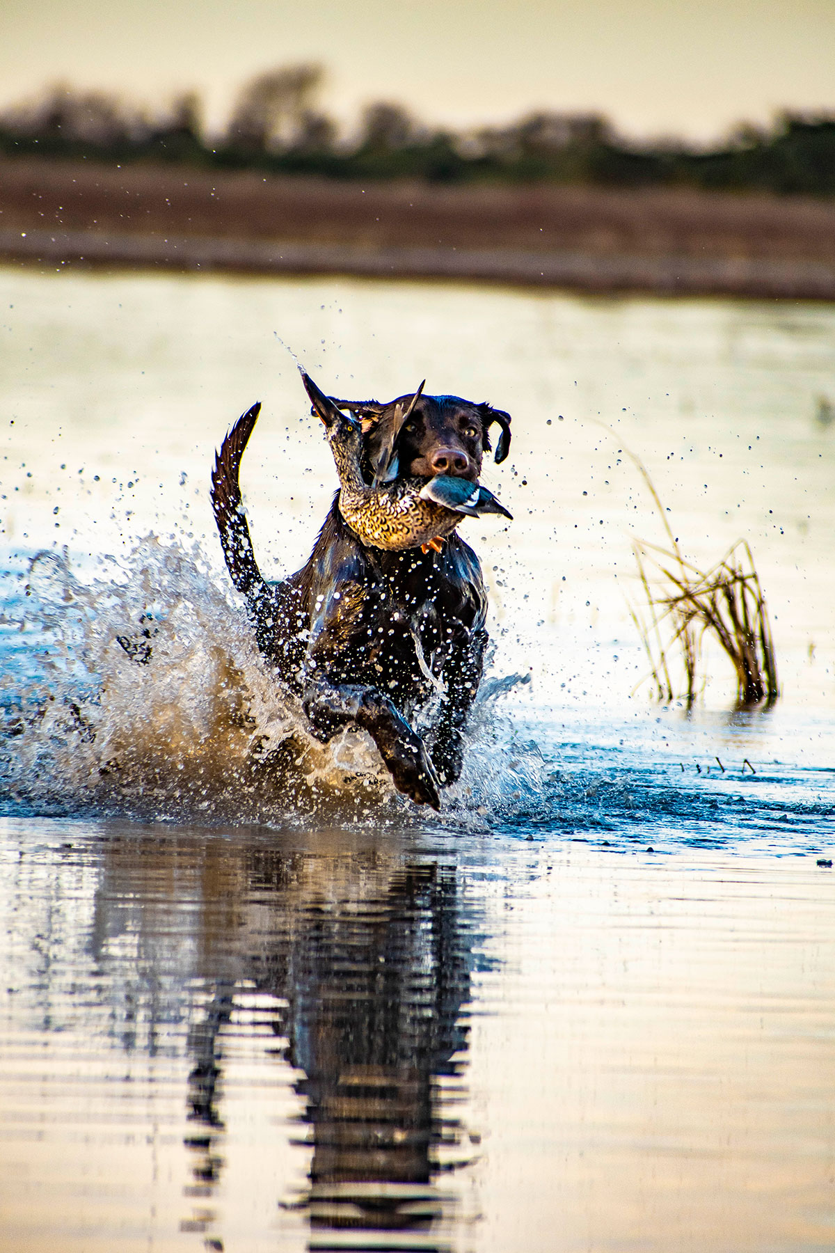 Bird Hunting Photography