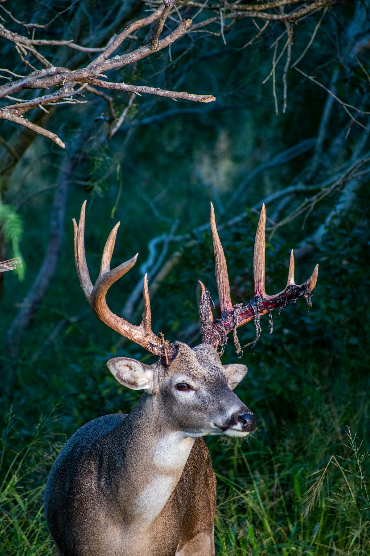 Deer Nature Photography